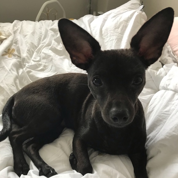 Meet your Posher, Serena - Picture 1 of 1